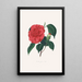 Ilustracje i opisy roślin tworzących naturalny porządek Camellieae Pl37 - Alfred Chandler