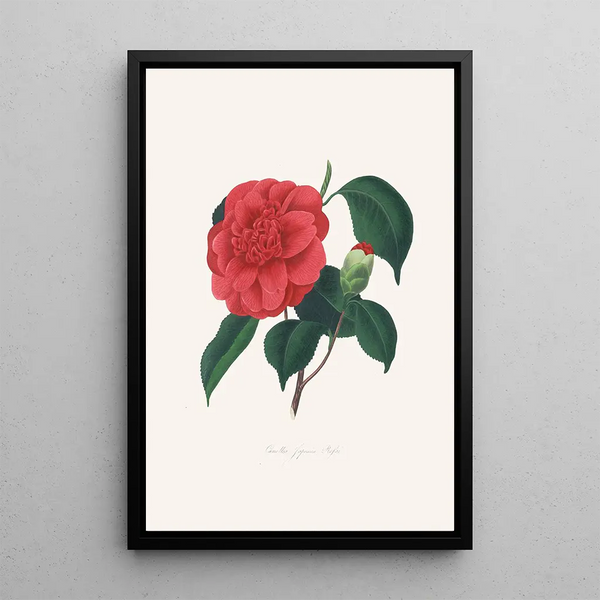 Ilustracje i opisy roślin tworzących naturalny porządek Camellieae Pl37 - Alfred Chandler