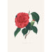 Ilustracje i opisy roślin tworzących naturalny porządek Camellieae Pl37 - Alfred Chandler