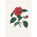 Ilustracje i opisy roślin tworzących naturalny porządek Camellieae Pl39 - Alfred Chandler — widok dzieła
