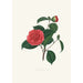 Ilustracje i opisy roślin tworzących naturalny porządek Camellieae Pl40 - Alfred Chandler — widok dzieła