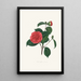 Ilustracje i opisy roślin tworzących naturalny porządek Camellieae Pl40 - Alfred Chandler — oprawiony obraz na ścianie