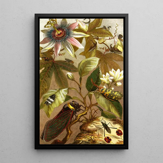 Alfred Edmund Brehm - Die Insekten Tausendfussler und Spinnen Pl 19.webp