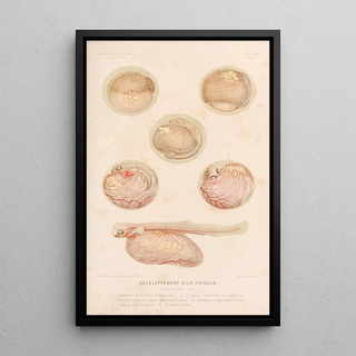 Alfred Frdol - Dveloppement dun Poisson.webp