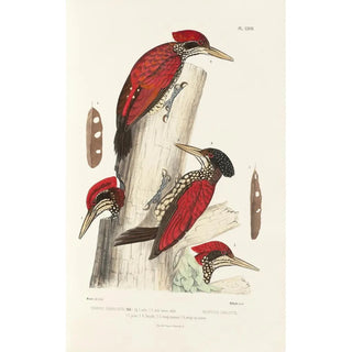 Alfred Malherbe - Monographie des picides pl06.webp