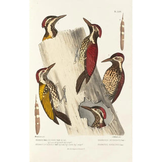 Alfred Malherbe - Monographie des picides pl08.webp