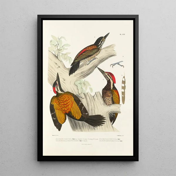 Alfred Malherbe - Monographie des picides pl09.webp