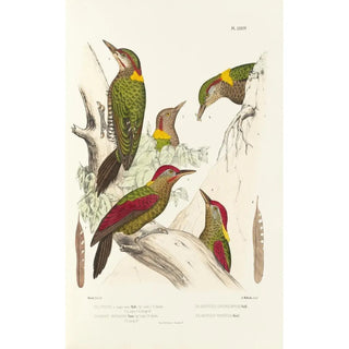 Alfred Malherbe - Monographie des picides pl13.webp