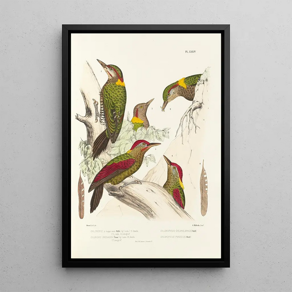 Alfred Malherbe - Monographie des picides pl13.webp