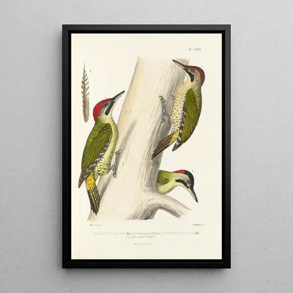 Alfred Malherbe - Monographie des picides pl21.webp