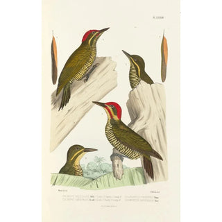 Alfred Malherbe - Monographie des picides pl22.webp
