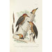 Reprodukcja obrazu Monografia des picides pl34 - Alfred Malherbe