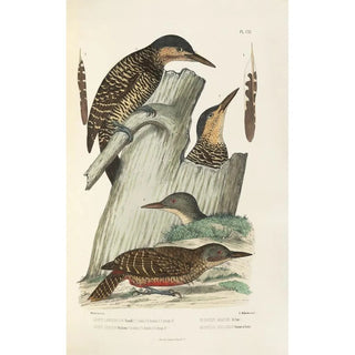 Alfred Malherbe - Monographie des picides pl40.webp