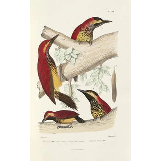 Alfred Malherbe - Monographie des picides pl41.webp