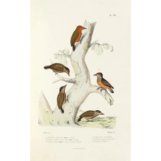 Alfred Malherbe - Monographie des picides pl44.webp