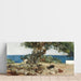 Reprodukcja obrazu Algarrobo (Drzewo karobowe) - Joaquín Sorolla