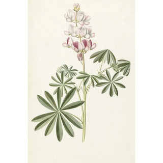 Lupin - Alida Withoos — widok dzieła