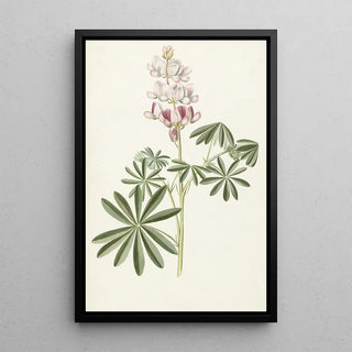 Lupin - Alida Withoos — oprawiony obraz na ścianie
