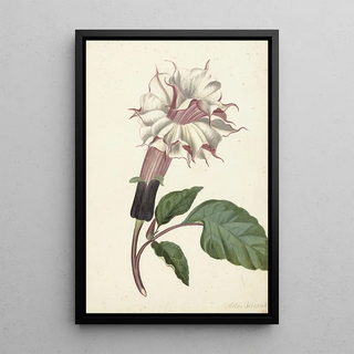 Reprodukcja obrazu Rośliny Datura Fastuosa Lin - Alida Withoos