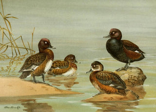 Allan Brooks - Australian WhiteEyed Duck Southern Pochard.webp