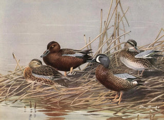 Allan Brooks - Cinnamon Teal BlueWinged Teal.webp