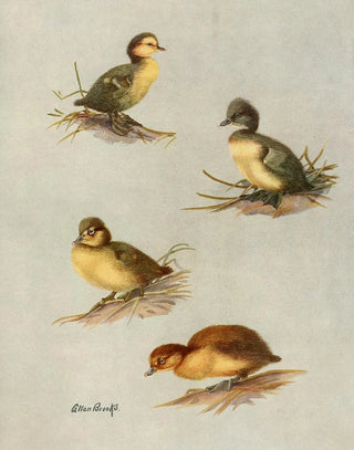 Allan Brooks - Downy Young Of WhiteEyed Duck Tufted Duck Scaup Duck Lesser Scaup Duck.webp