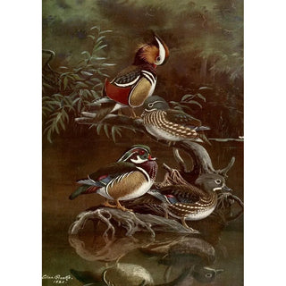 Allan Brooks - Mandarin DuckCarolina Duck.webp