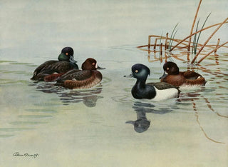 Allan Brooks - New Zealand Scaup Tufted Duck.webp