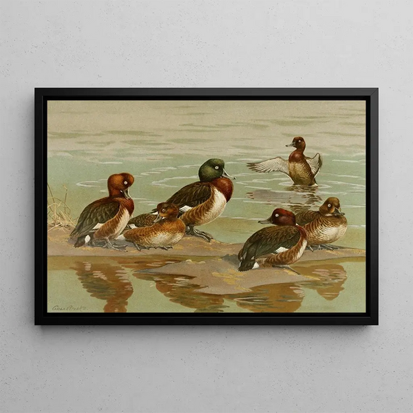Allan Brooks - WhiteEyed DuckBaers PochardMadagascan WhiteEyed Duck.webp