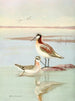 Wilsona Phalarope - Allan Brooks — widok dzieła
