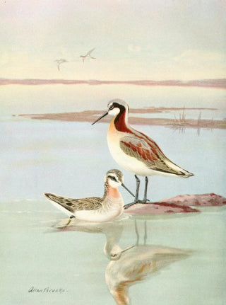Allan Brooks - Wilsons phalarope.webp