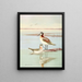 Wilsona Phalarope - Allan Brooks — oprawiony obraz na ścianie