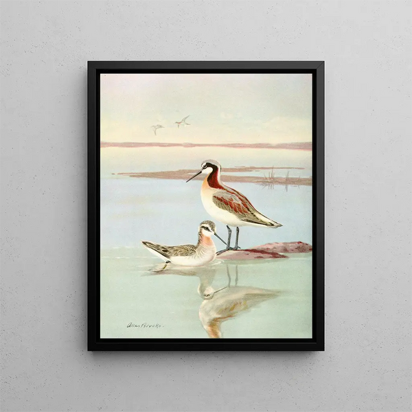 Wilsona Phalarope - Allan Brooks — oprawiony obraz na ścianie