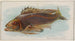 Czarny ryba - Allen Ginter — widok dzieła