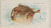 Poisson-globe - Allen Ginter — widok dzieła