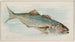 Poisson bleu - Allen Ginter — widok dzieła