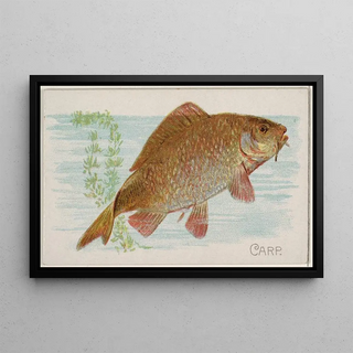 Allen Ginter - Carp.webp