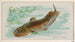 Poisson-chat - Allen Ginter — widok dzieła