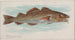 Morue - Allen Ginter — widok dzieła