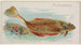 Plie - Allen Ginter — widok dzieła