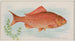 Rybki koi - Allen Ginter — widok dzieła