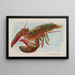 Homard - Allen Ginter — oprawiony obraz na ścianie
