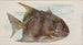 Poisson-lune - Allen Ginter — widok dzieła