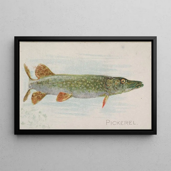 Brochet - Allen Ginter — oprawiony obraz na ścianie