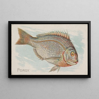 Allen Ginter - Porgy.webp