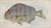 Sheepshead - Allen Ginter — widok dzieła