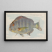 Sheepshead - Allen Ginter — oprawiony obraz na ścianie