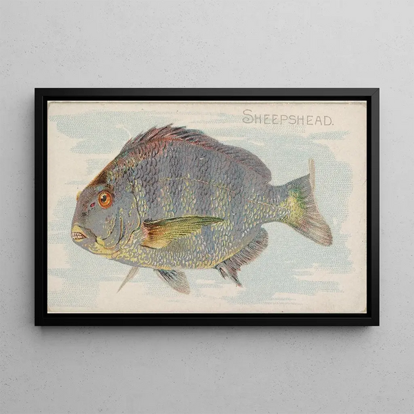 Sheepshead - Allen Ginter — oprawiony obraz na ścianie