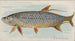 Tarpon - Allen Ginter — widok dzieła