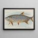 Tarpon - Allen Ginter — oprawiony obraz na ścianie